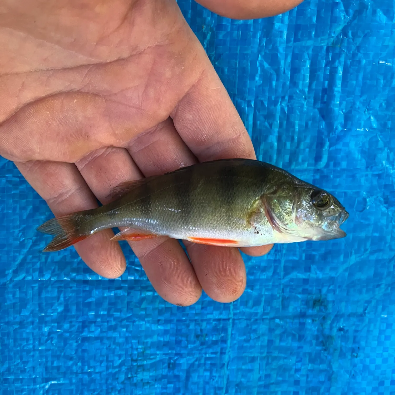 European perch caught on Fishbrain