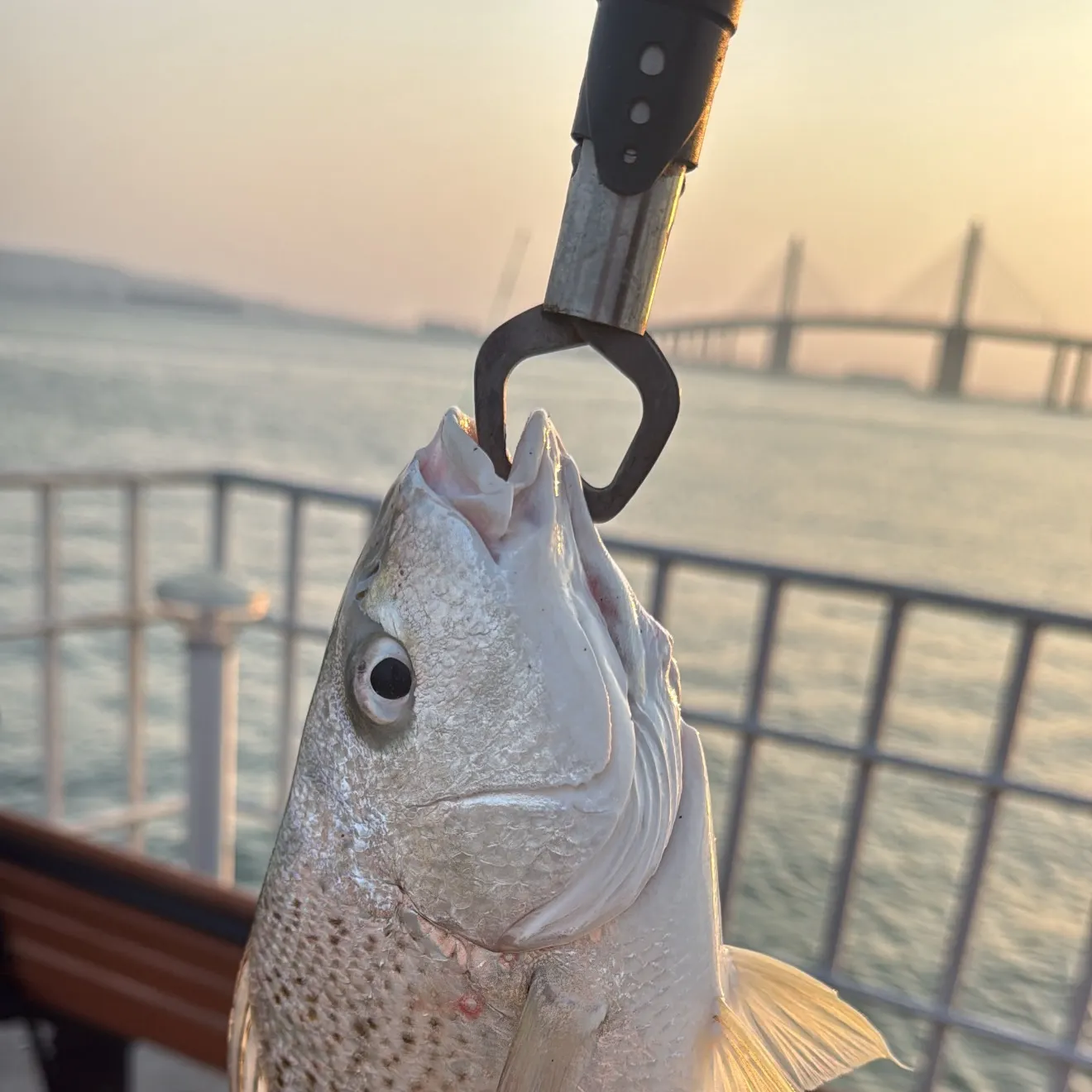 The most recent Yellowfin seabream catches on Fishbrain