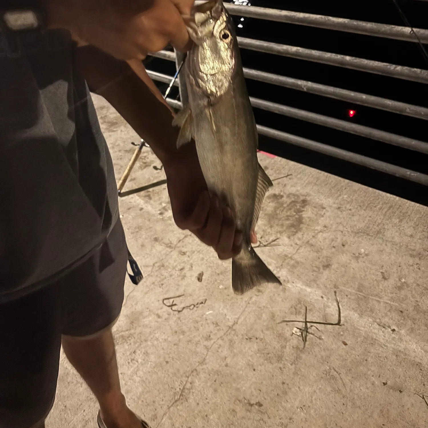 The most recent Stolzmann's weakfish catches on Fishbrain