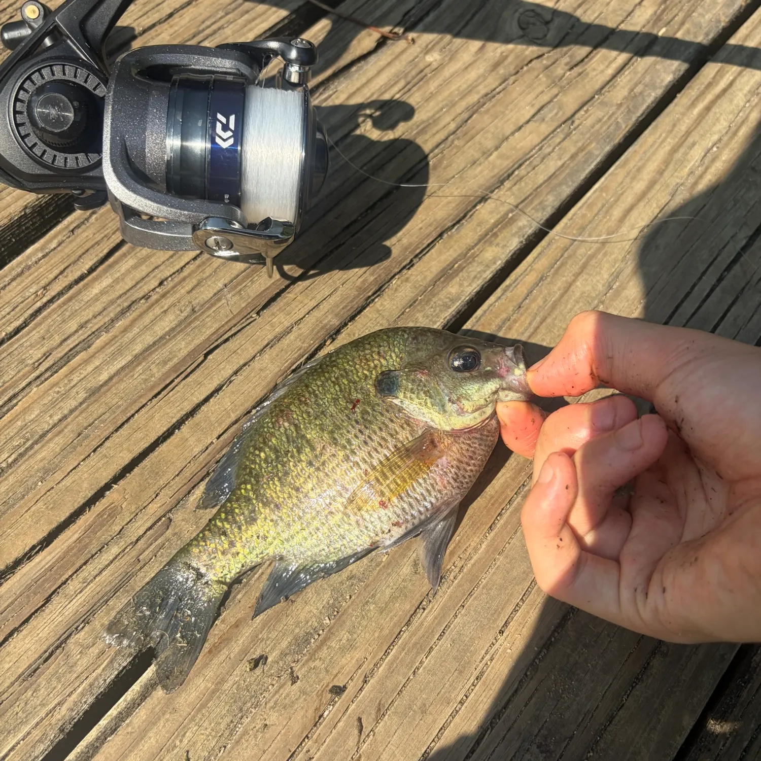 recently logged catches