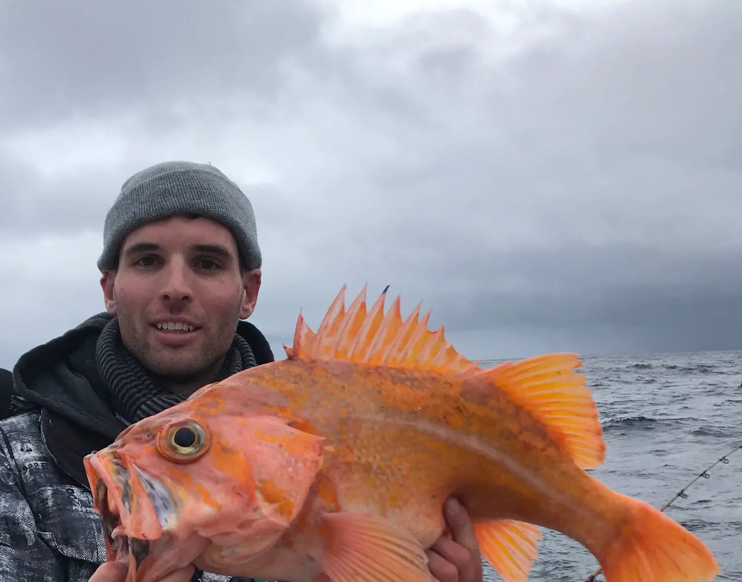 Canary rockfish