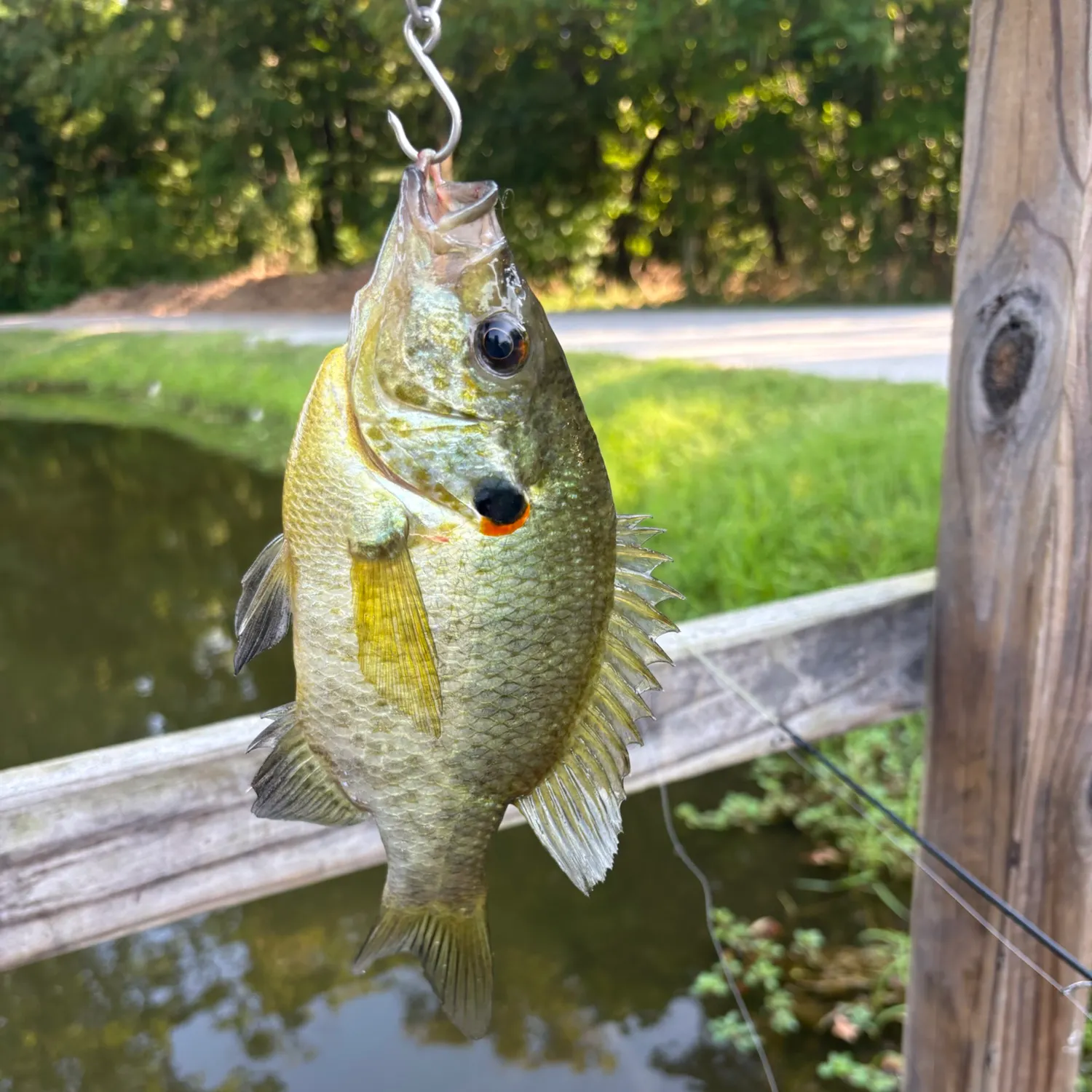 Redear sunfish caught on Fishbrain