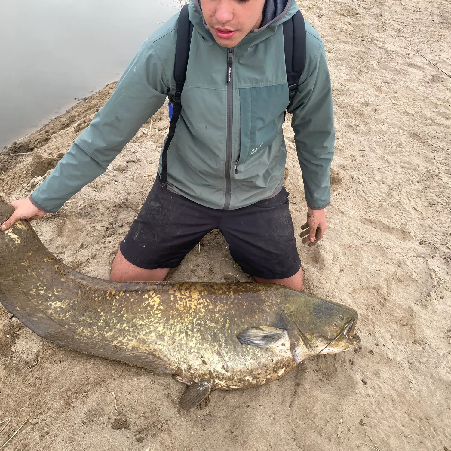 The most recent Wels catfish catches on Fishbrain