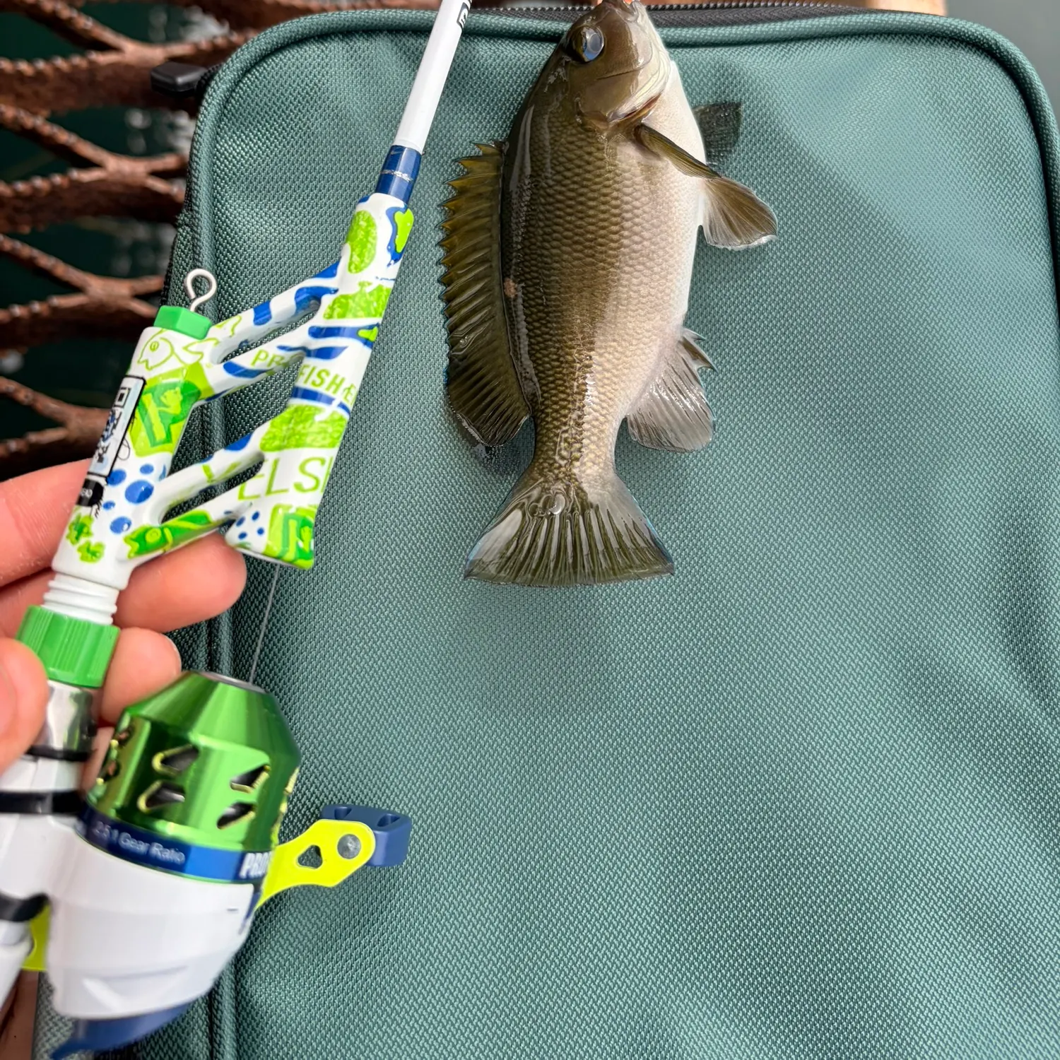 The most recent Opaleye catches on Fishbrain