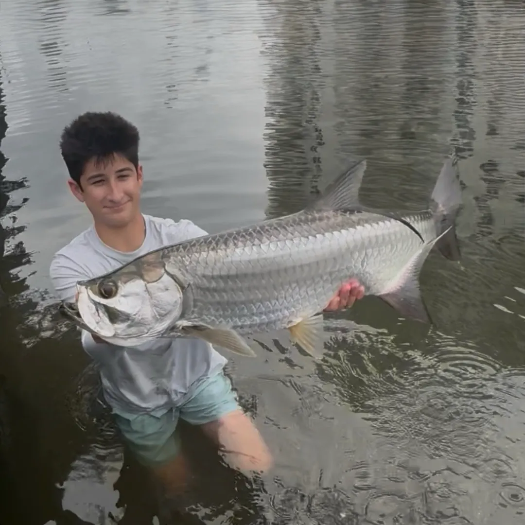 Tarpon caught on Fishbrain
