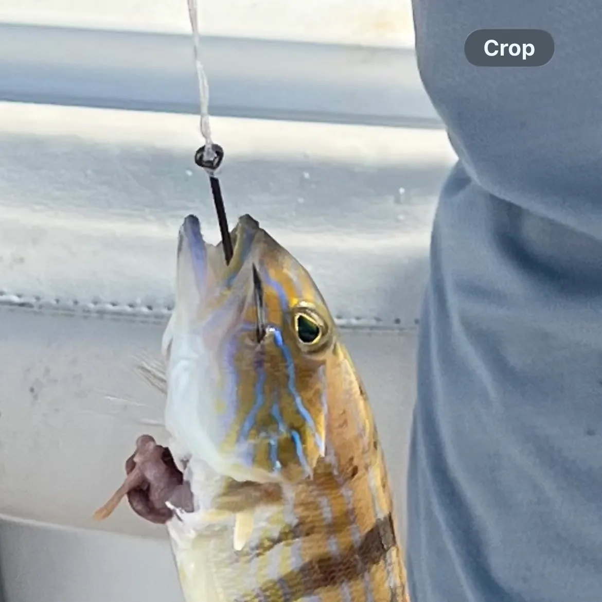 The most recent Sand perch catches on Fishbrain