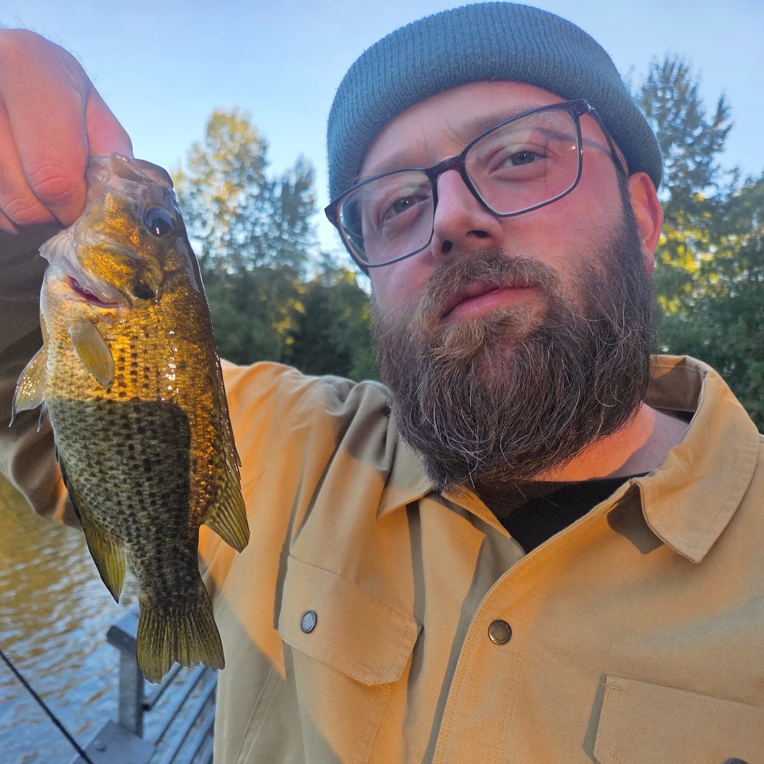 Rock bass caught on Fishbrain