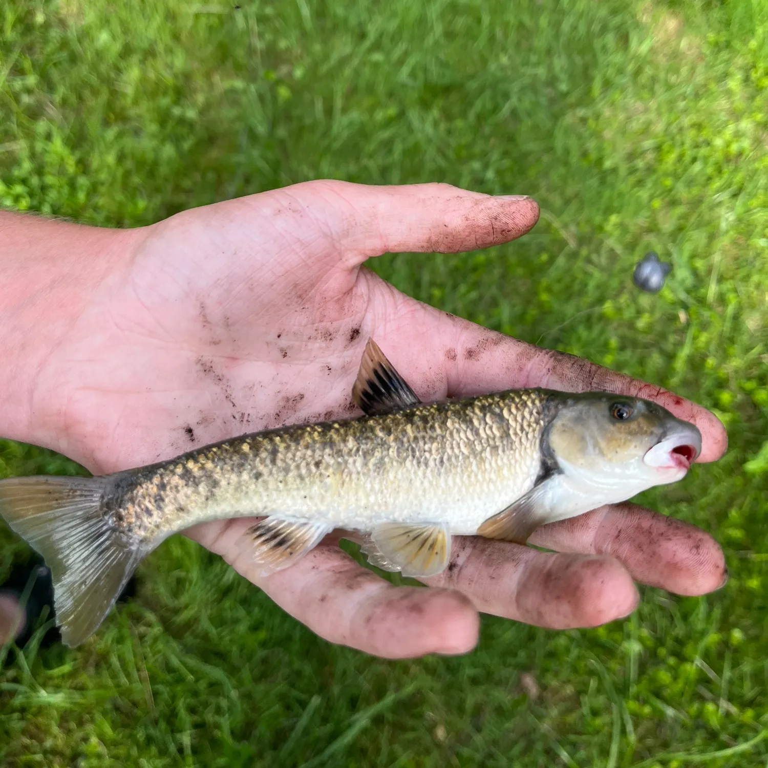 The most recent Central stoneroller catches on Fishbrain