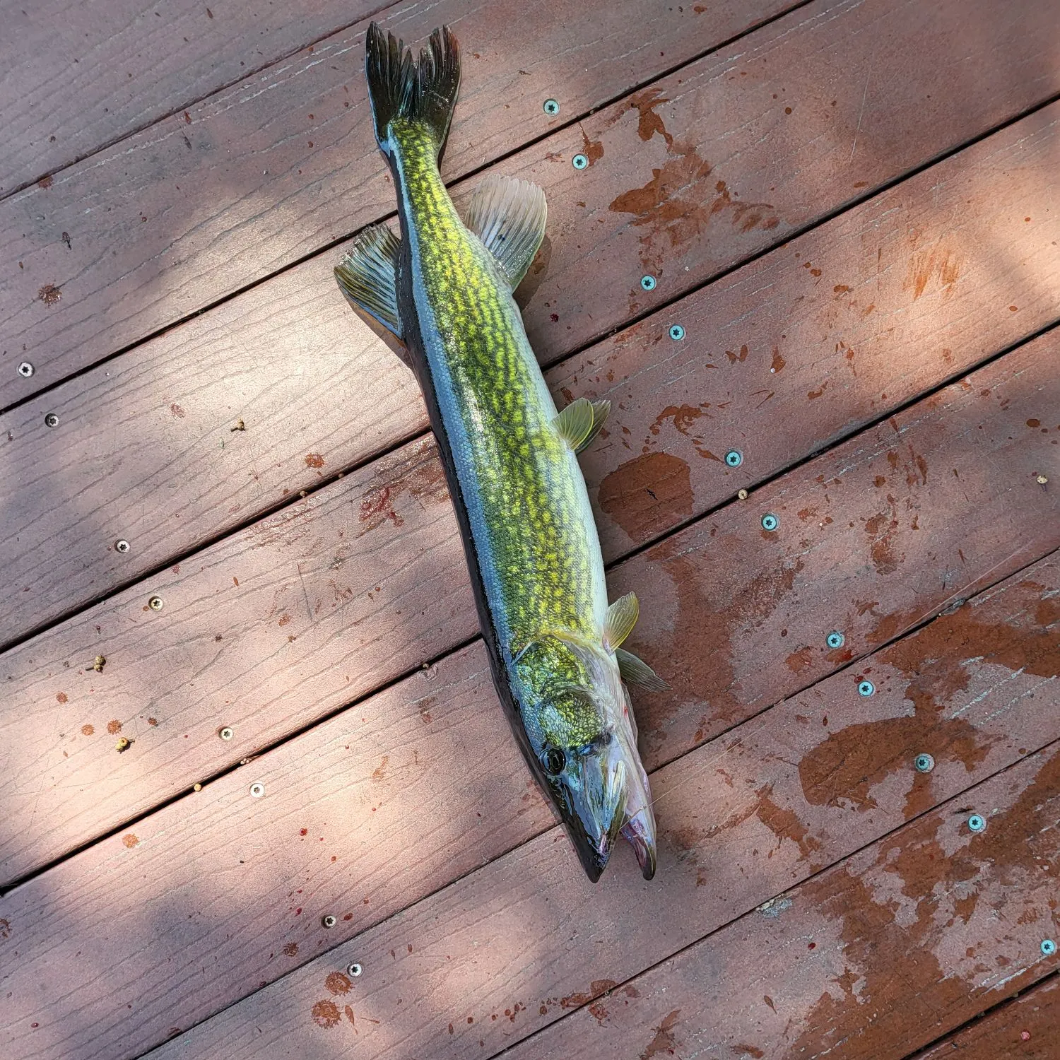 Chain pickerel caught on Fishbrain