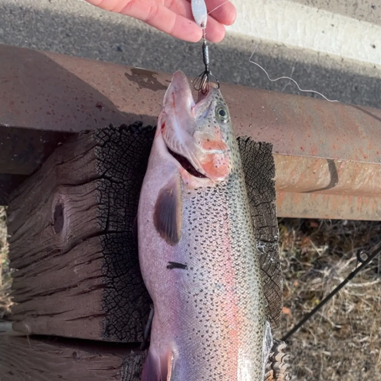 Rainbow trout caught on Fishbrain