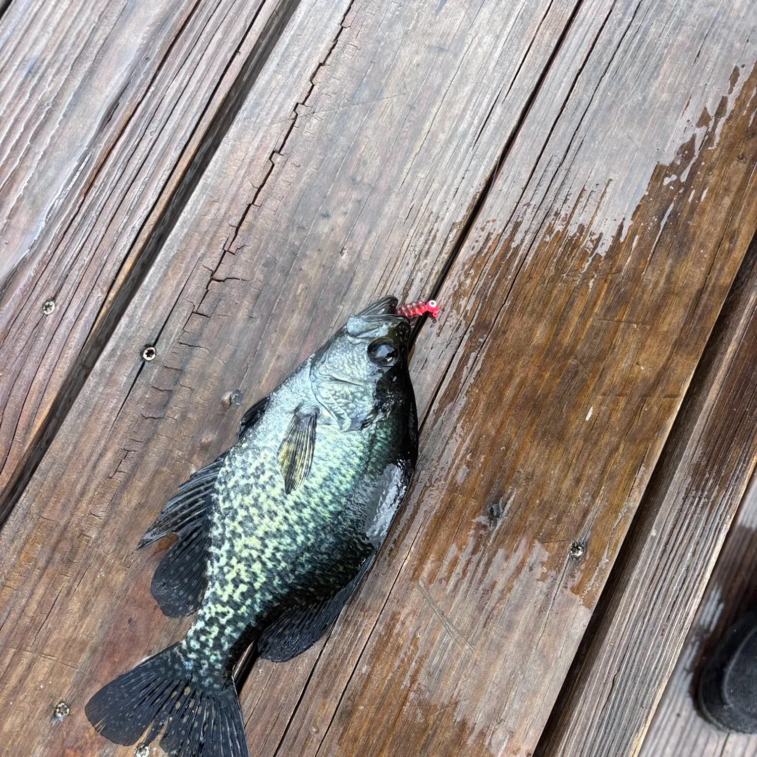 Black crappie caught on Fishbrain
