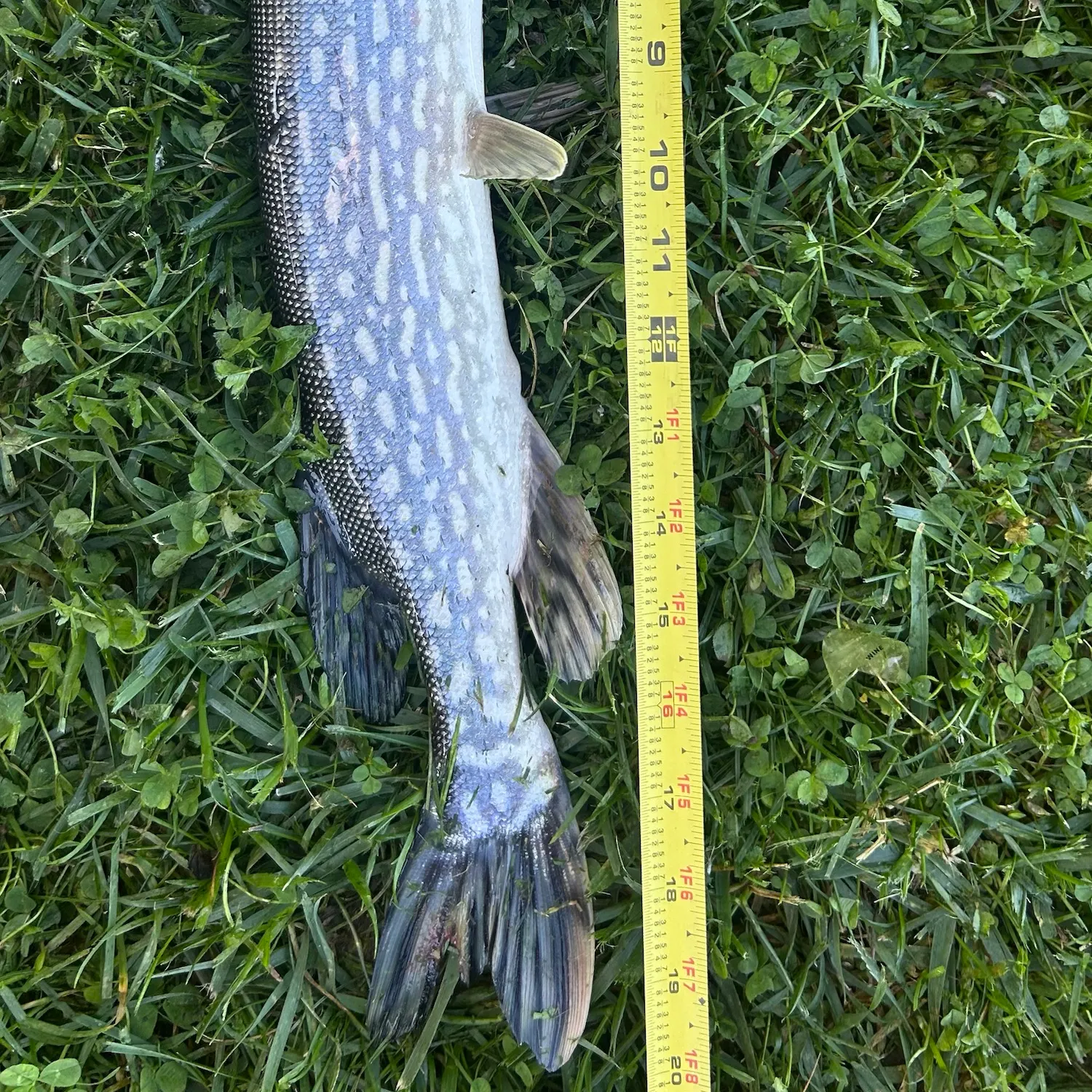 Northern pike caught on Fishbrain