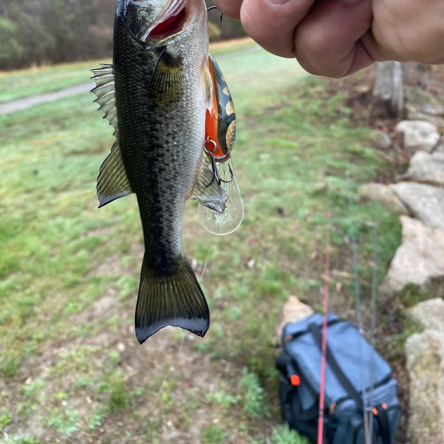 The most recent Largemouth bass catches on Fishbrain