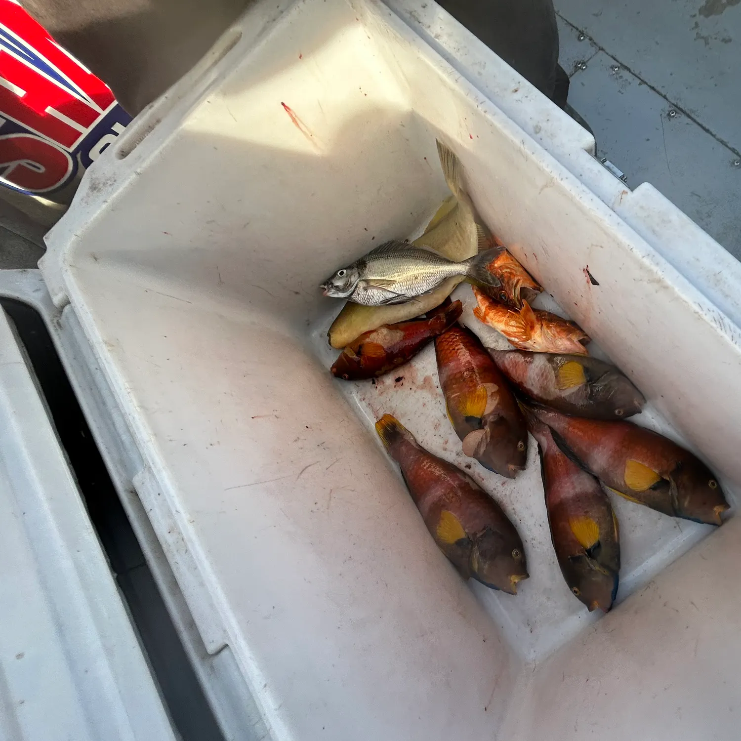 The most recent Blue-throated wrasse catches on Fishbrain