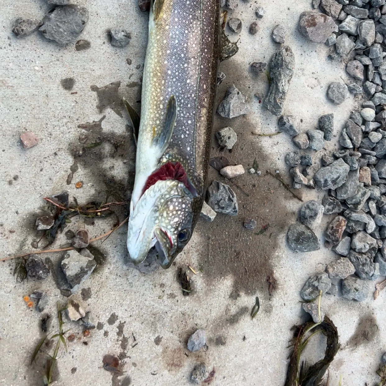 Splake caught on Fishbrain