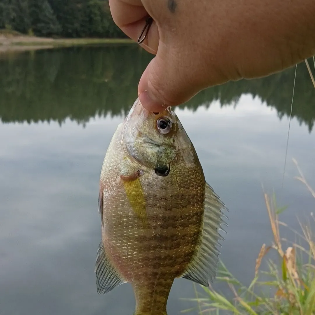 Bluegill caught on Fishbrain