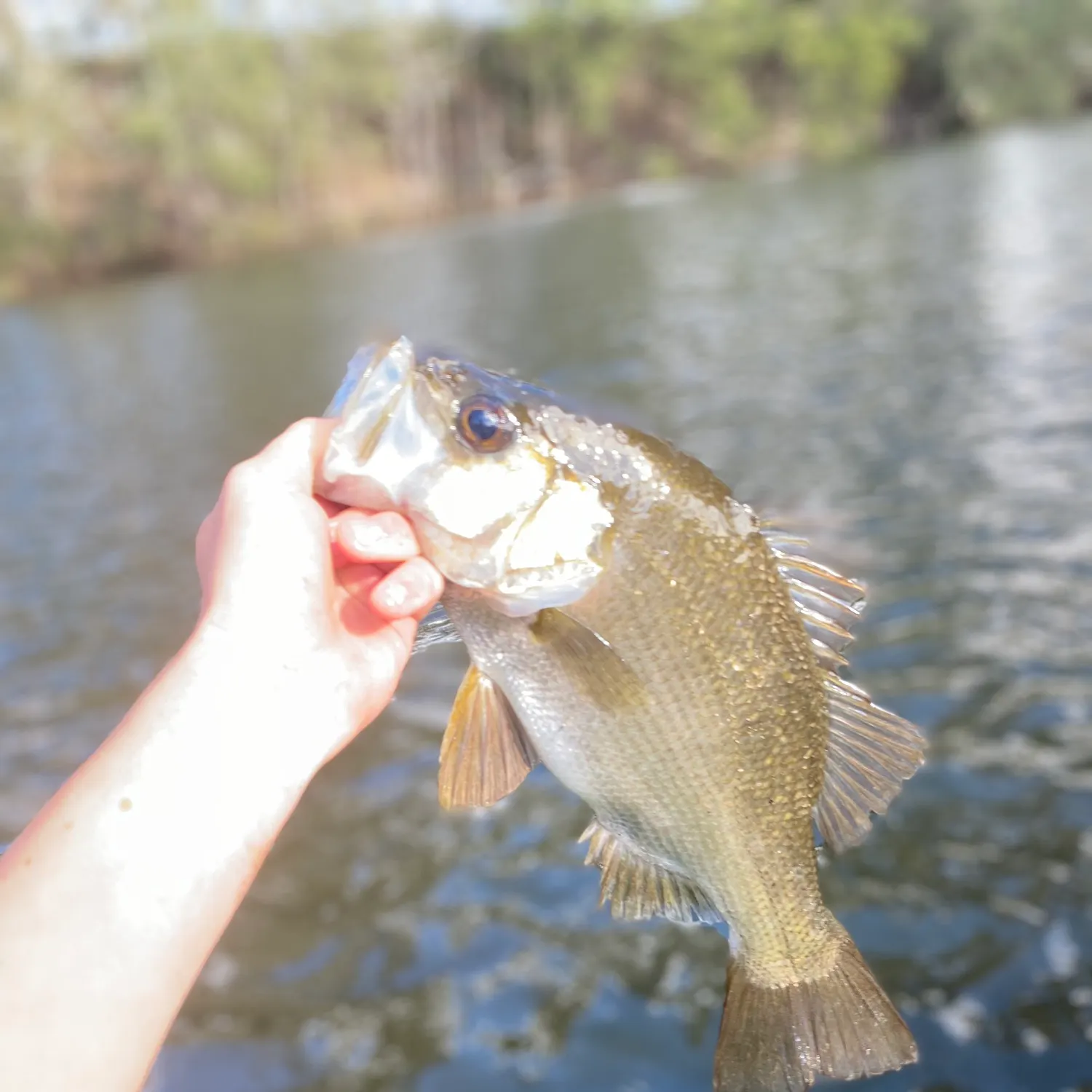 The most recent Estuary perch catches on Fishbrain