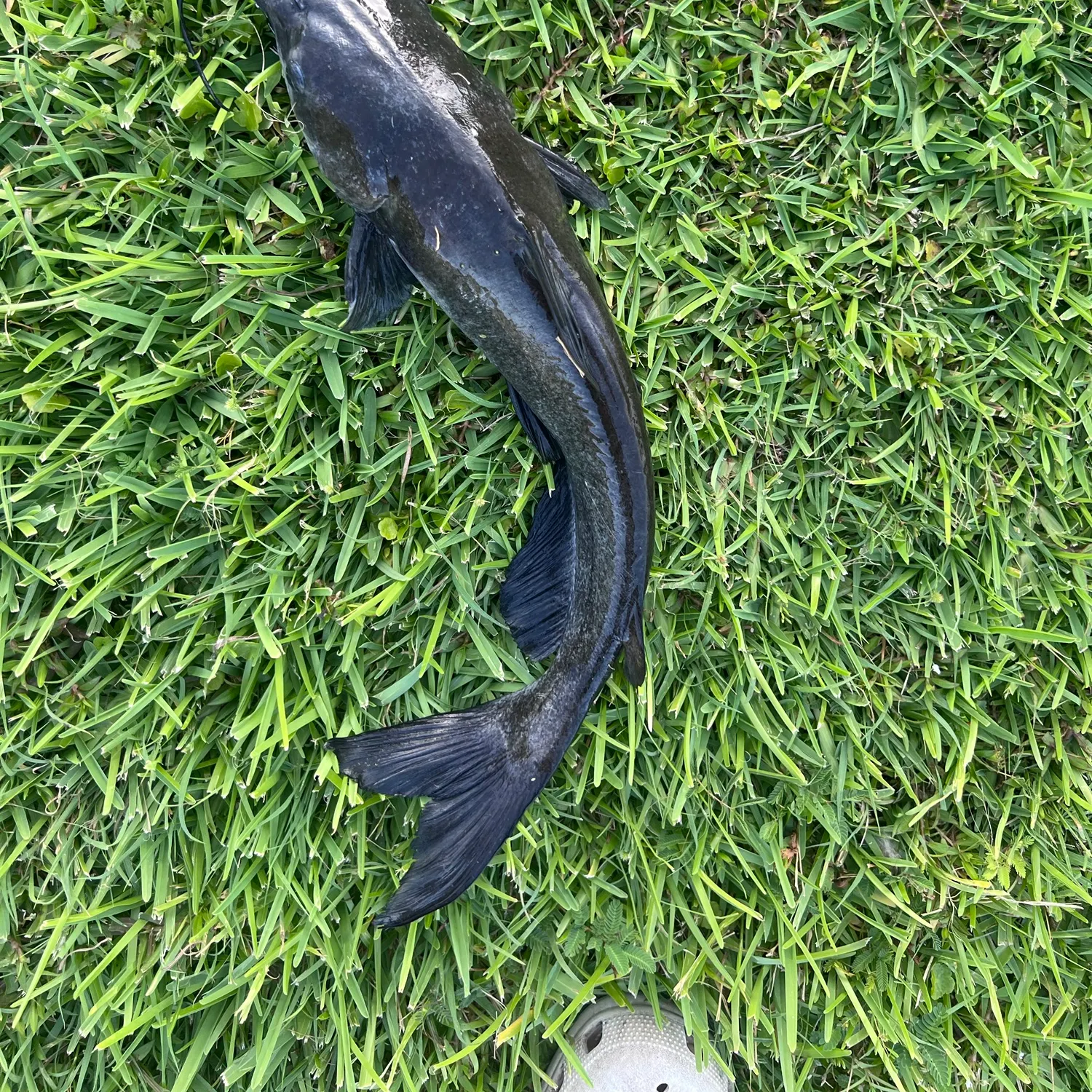 Channel catfish caught on Fishbrain