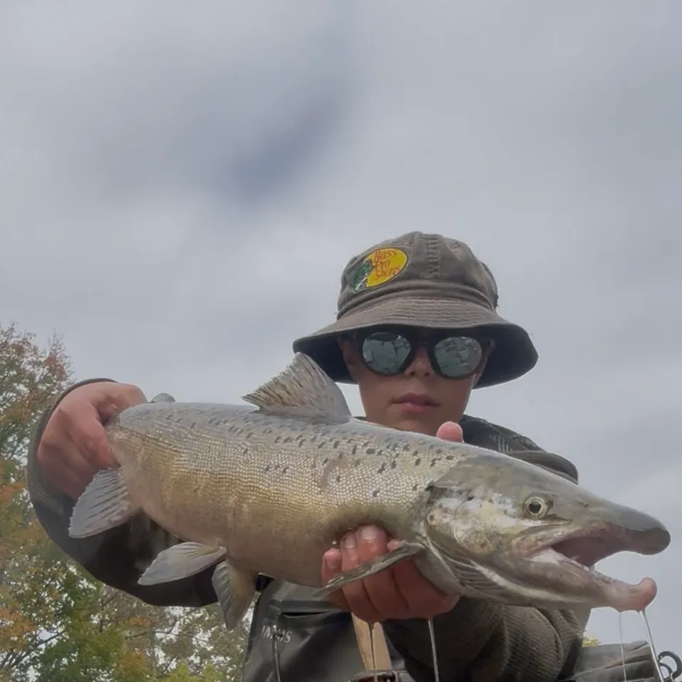 Atlantic salmon caught on Fishbrain