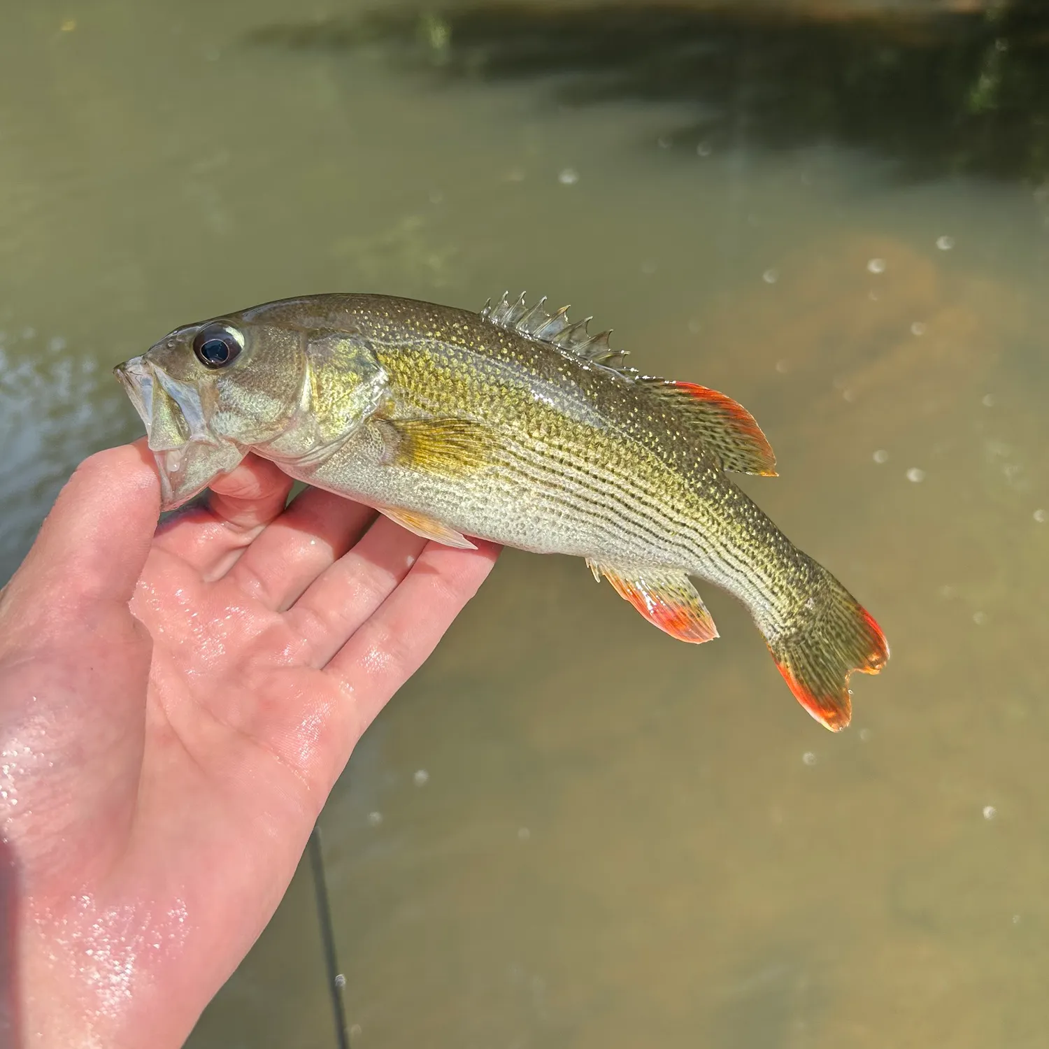 The most recent Chattahoochee bass catches on Fishbrain