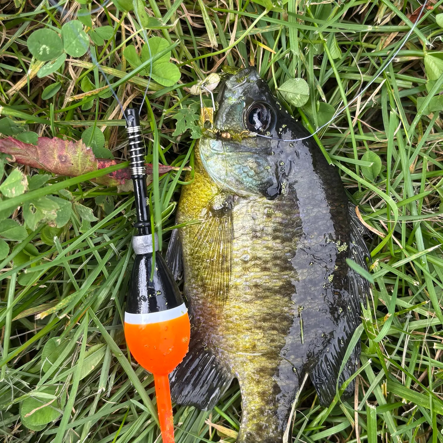 Bluegill caught on Fishbrain