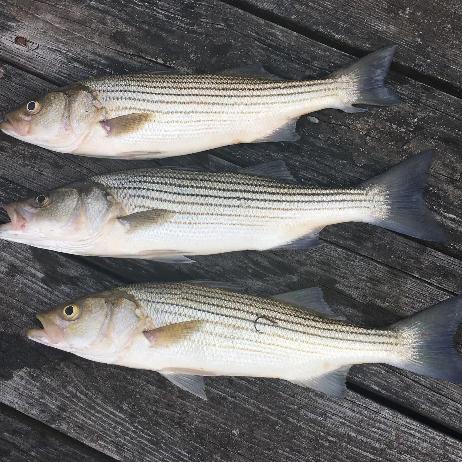 recently logged catches