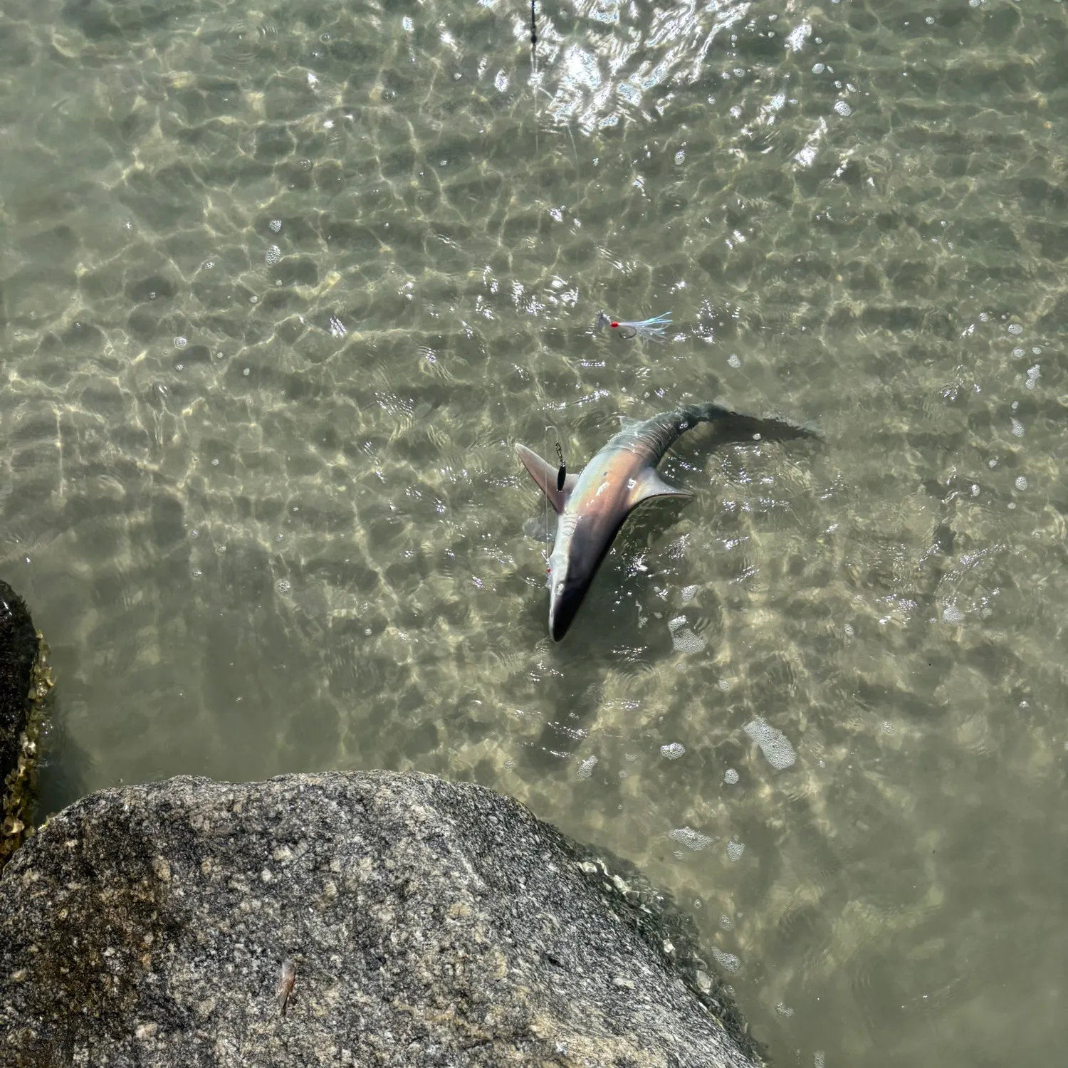 The most recent Sandbar shark catches on Fishbrain