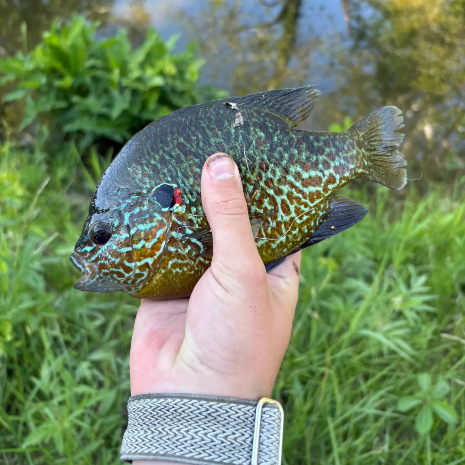 The most recent Pumpkinseed catches on Fishbrain
