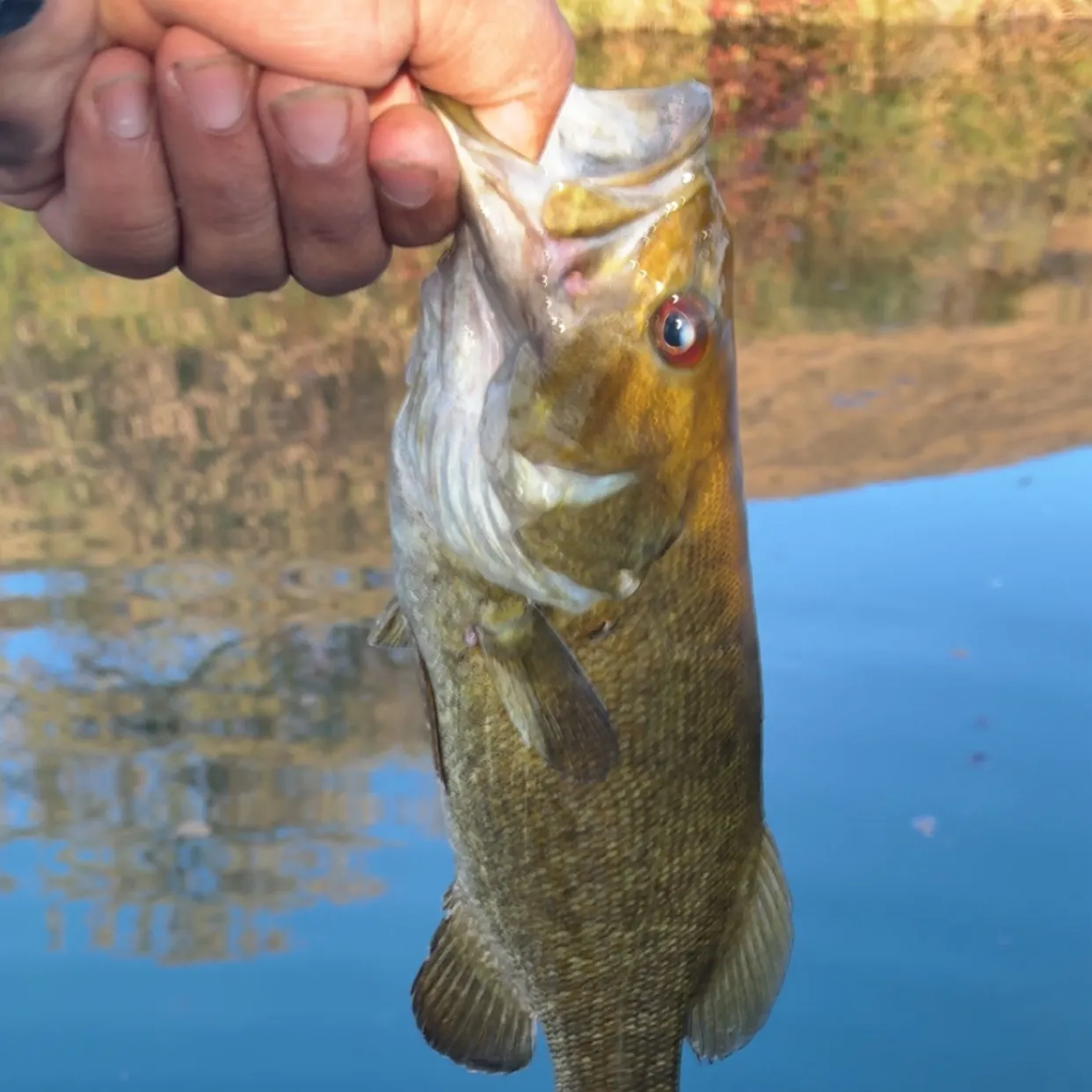 Smallmouth bass caught on Fishbrain