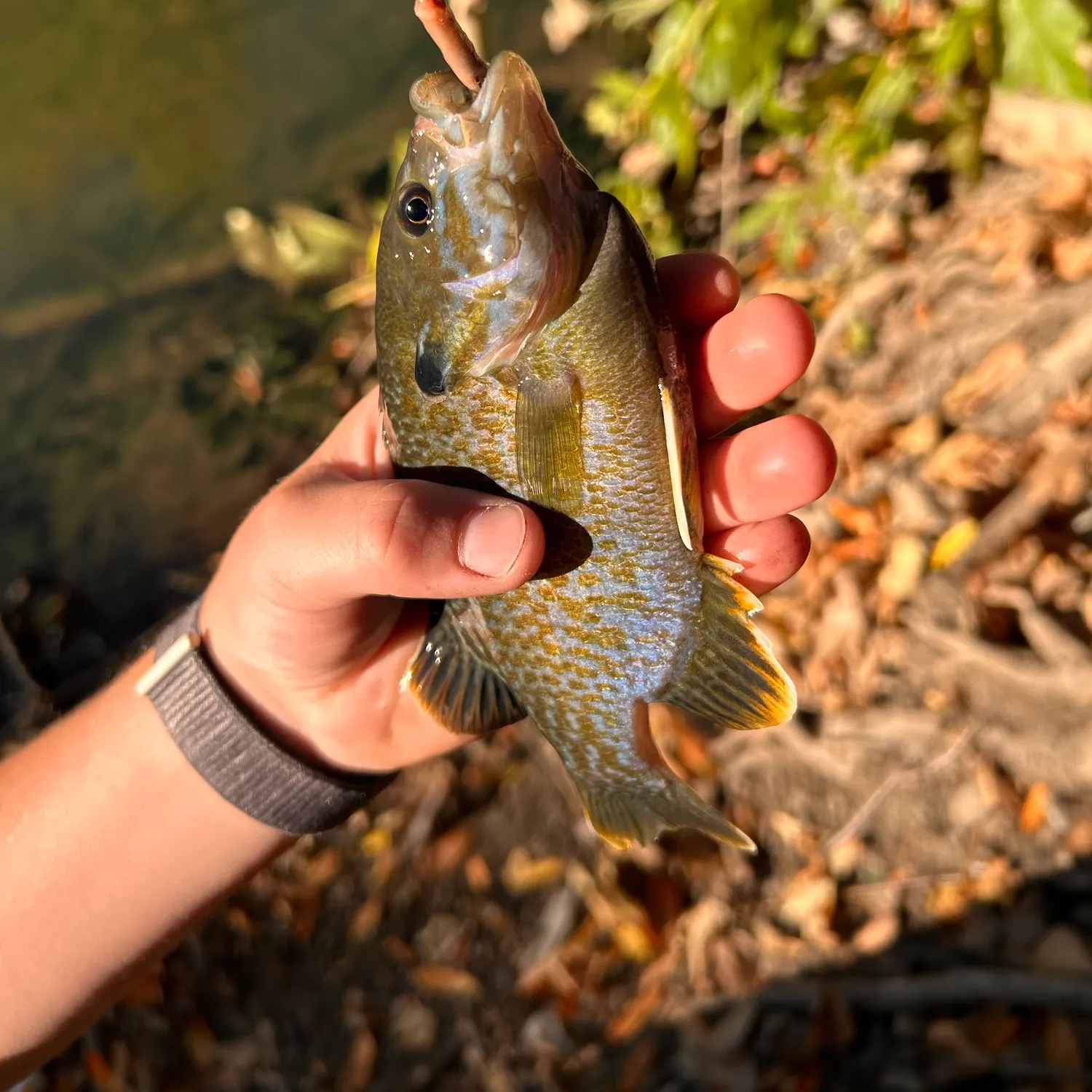 bass lures anderson lake ca ᐅ Anderson Lake fishing reports🎣• Morgan Hill, CA (United States) fishing