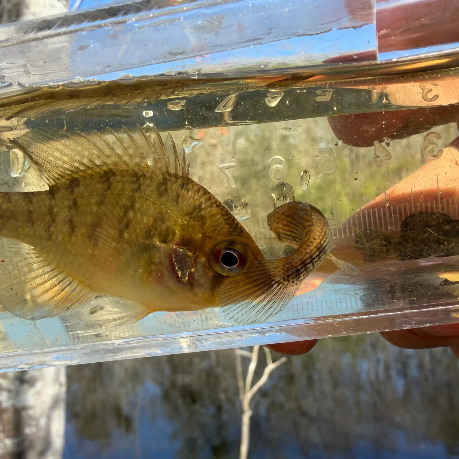 The most recent Bluespotted sunfish catches on Fishbrain
