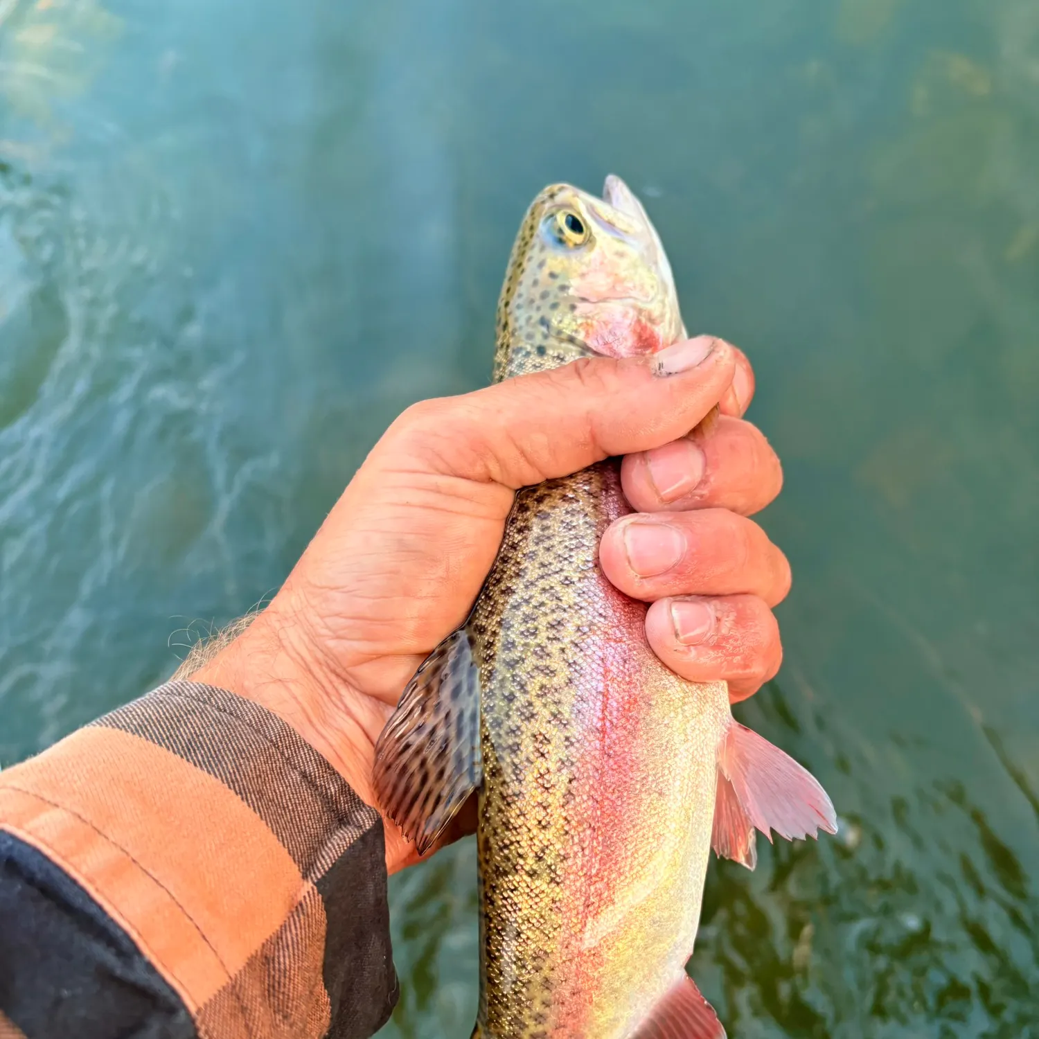 Rainbow trout caught on Fishbrain
