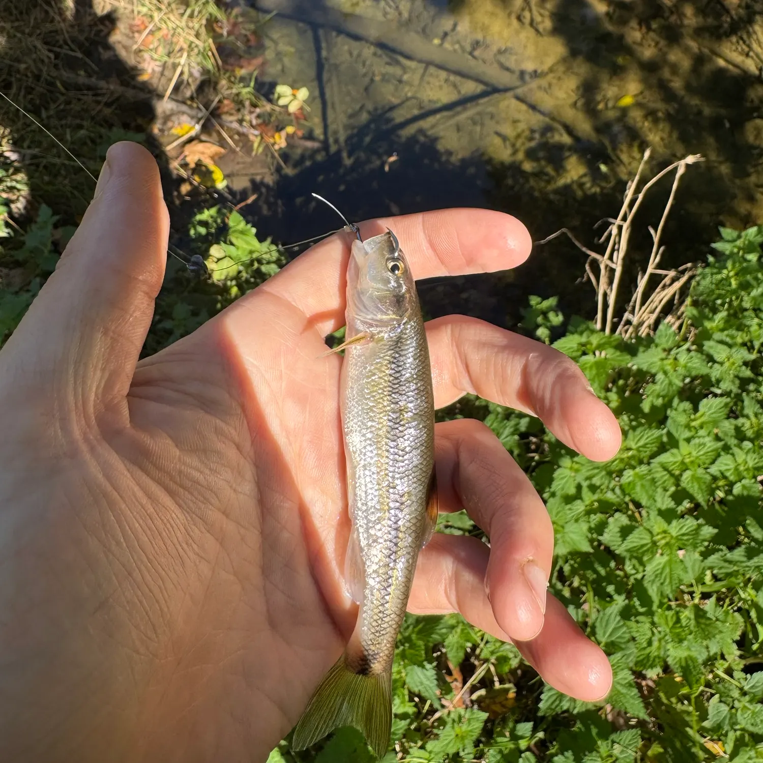 Creek chub caught on Fishbrain