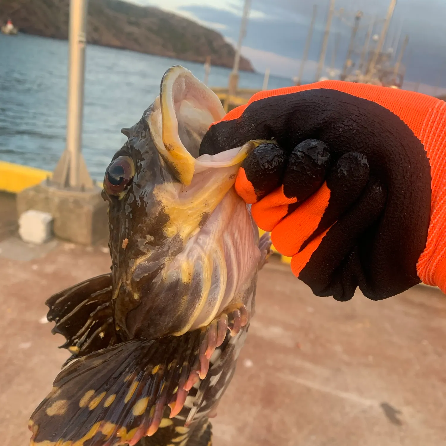 Shorthorn sculpin caught on Fishbrain