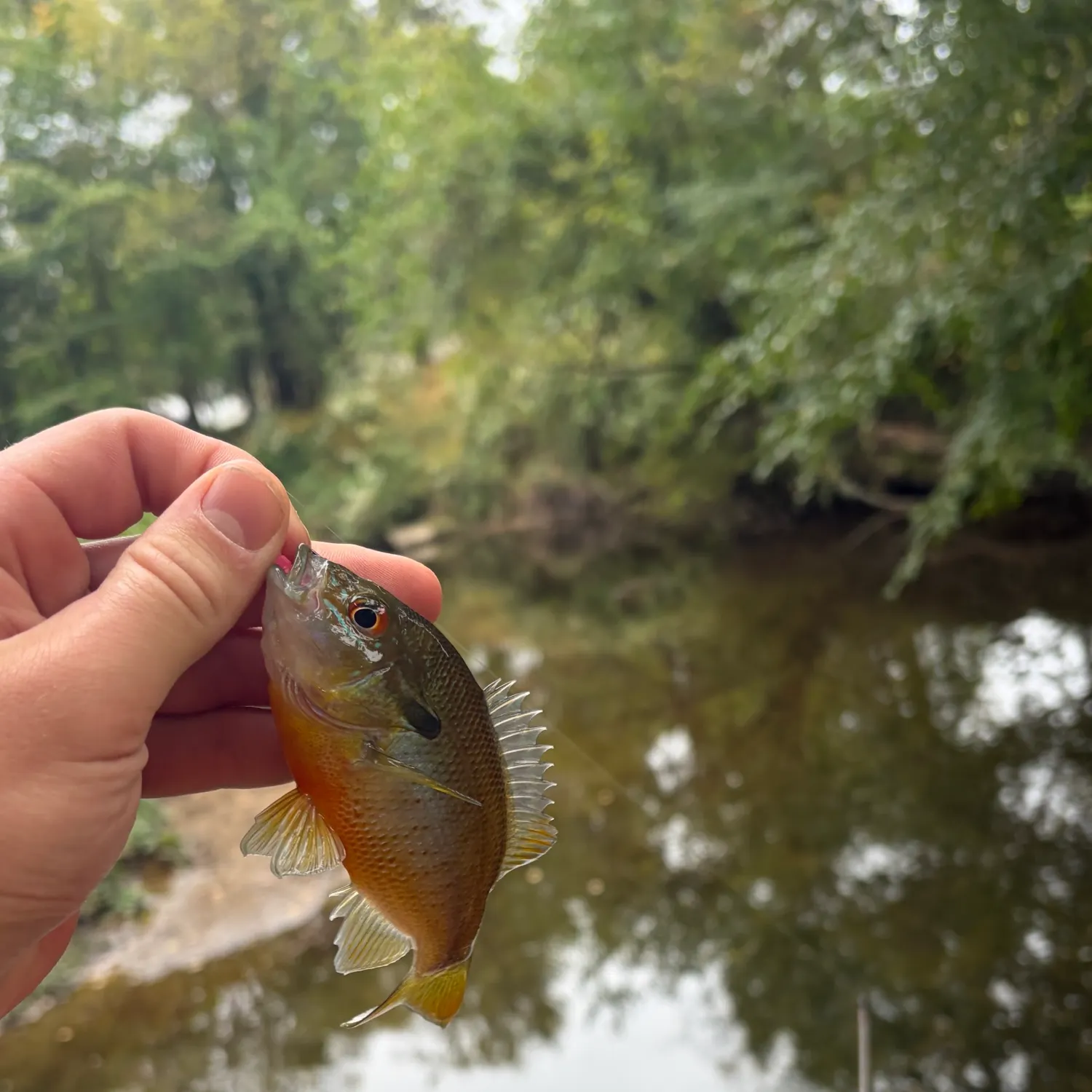 Redbreast sunfish caught on Fishbrain