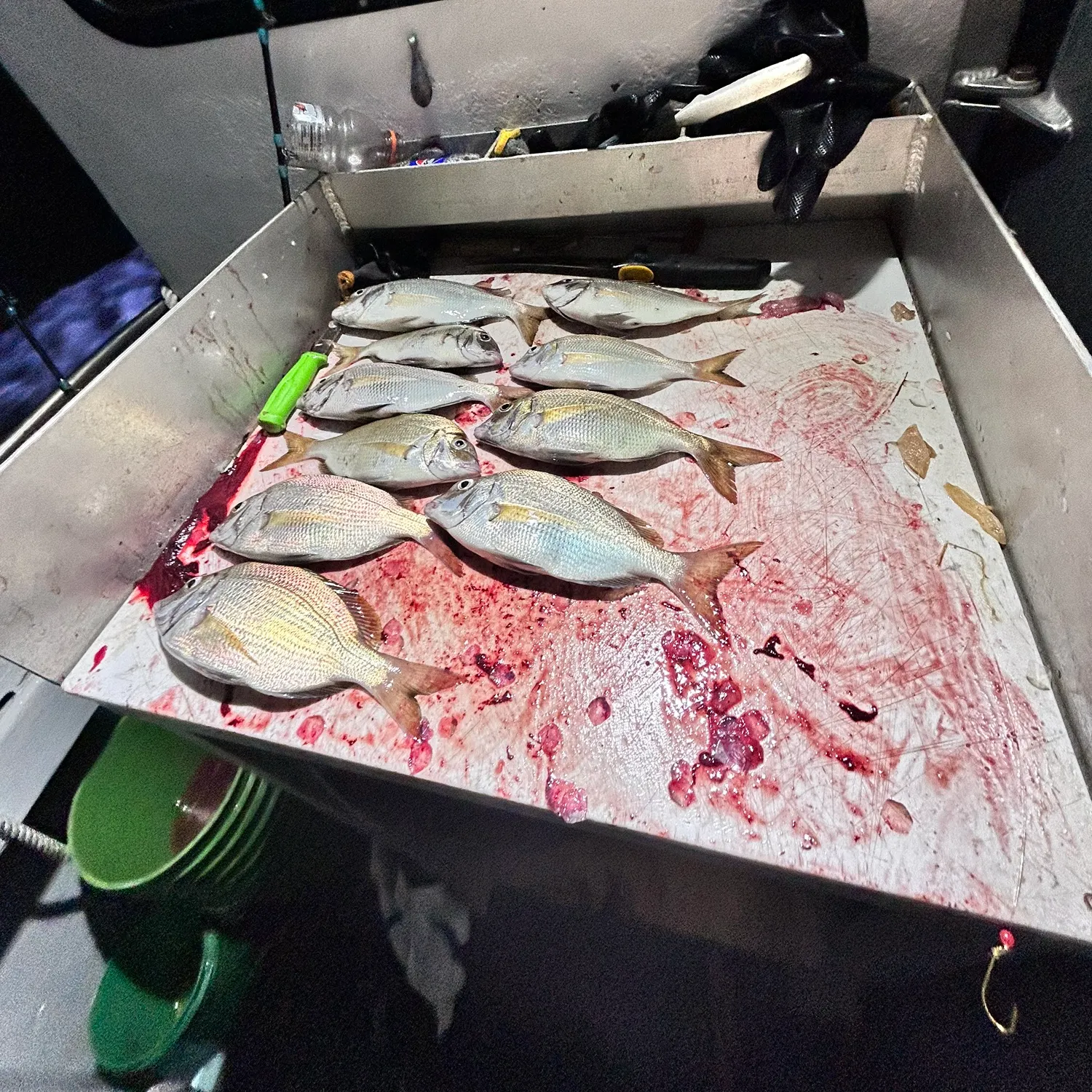 The most recent Silver porgy catches on Fishbrain