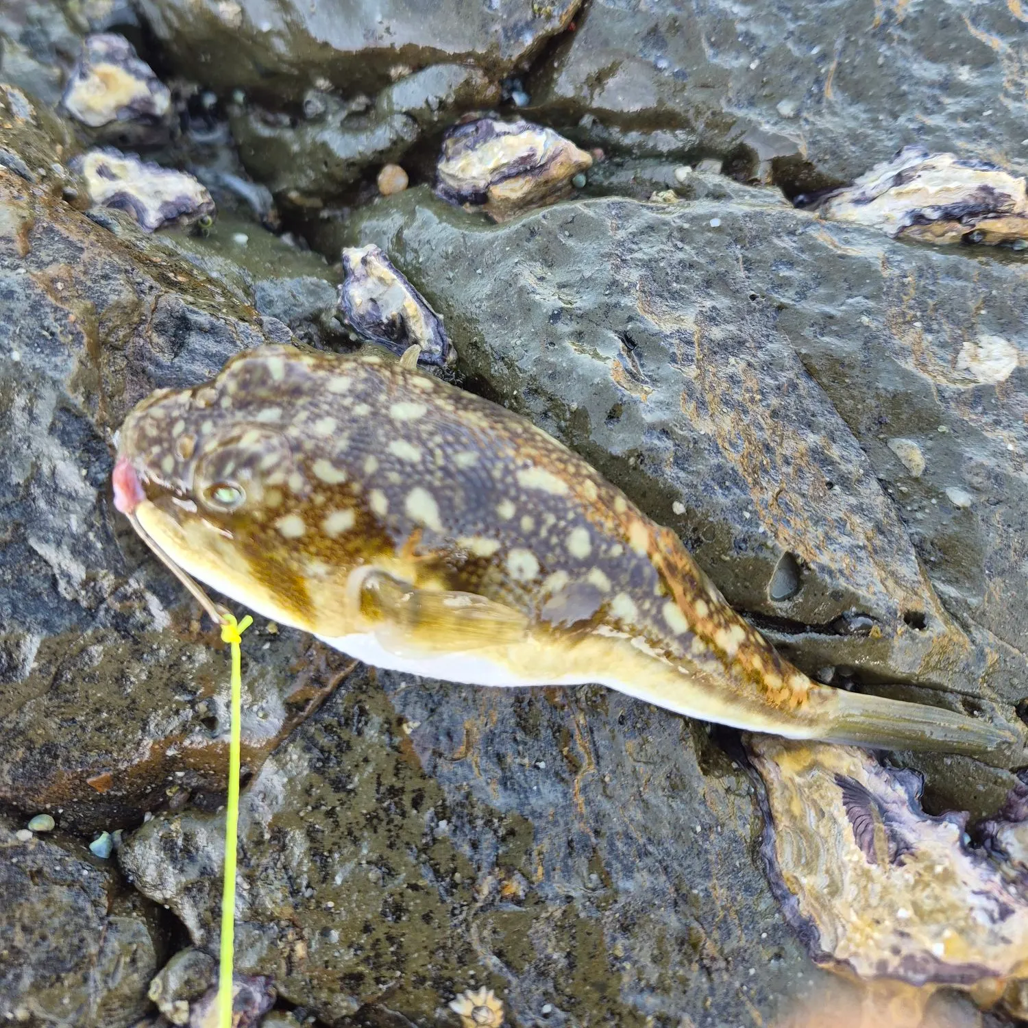 The most recent Evileye pufferfish catches on Fishbrain