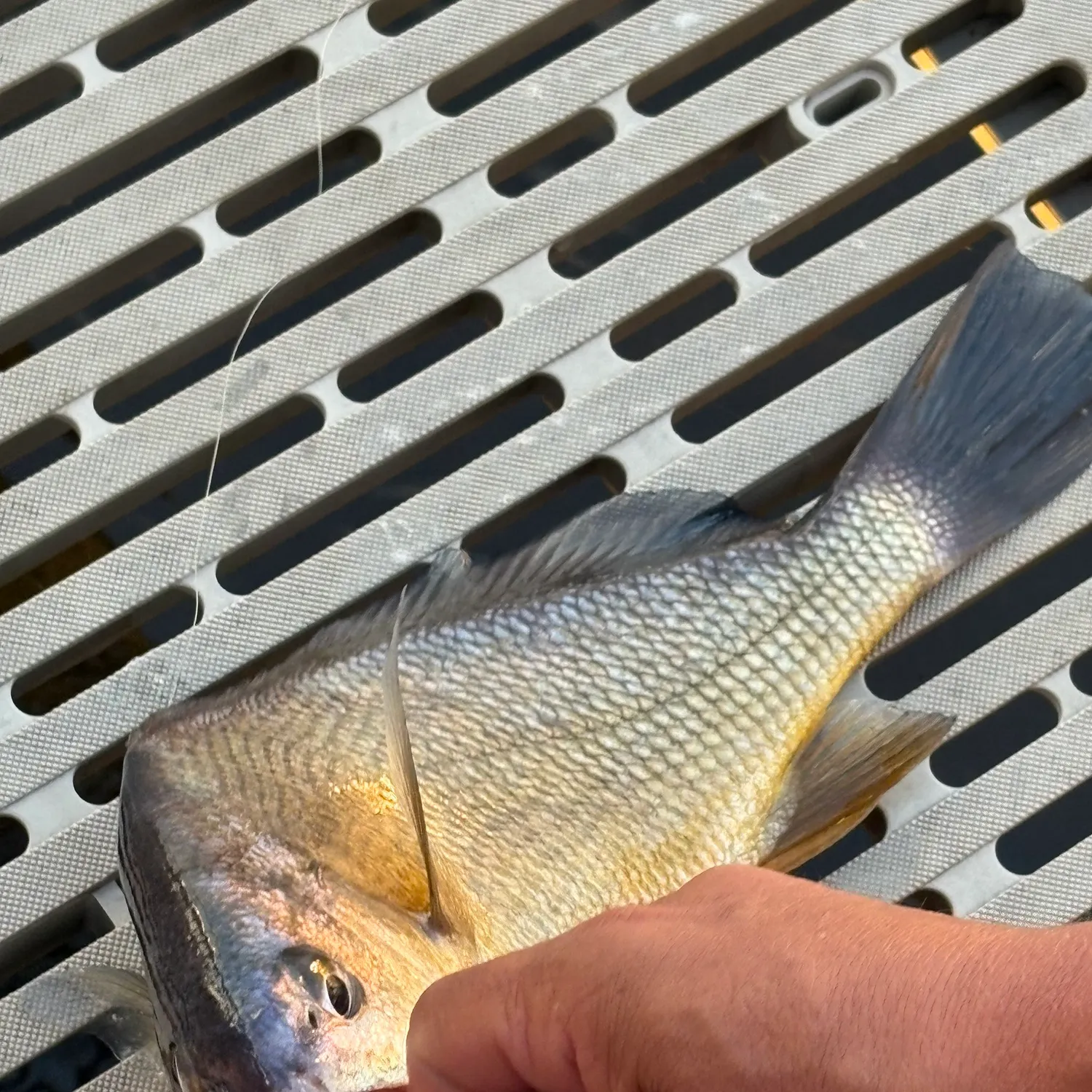 The most recent Freshwater drum catches on Fishbrain