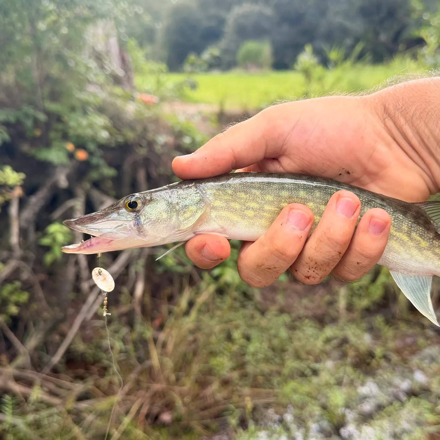 Chain pickerel caught on Fishbrain