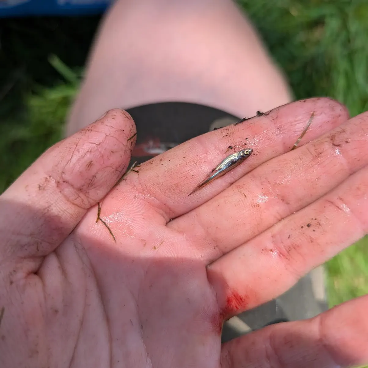 The most recent Eastern blacknose dace catches on Fishbrain