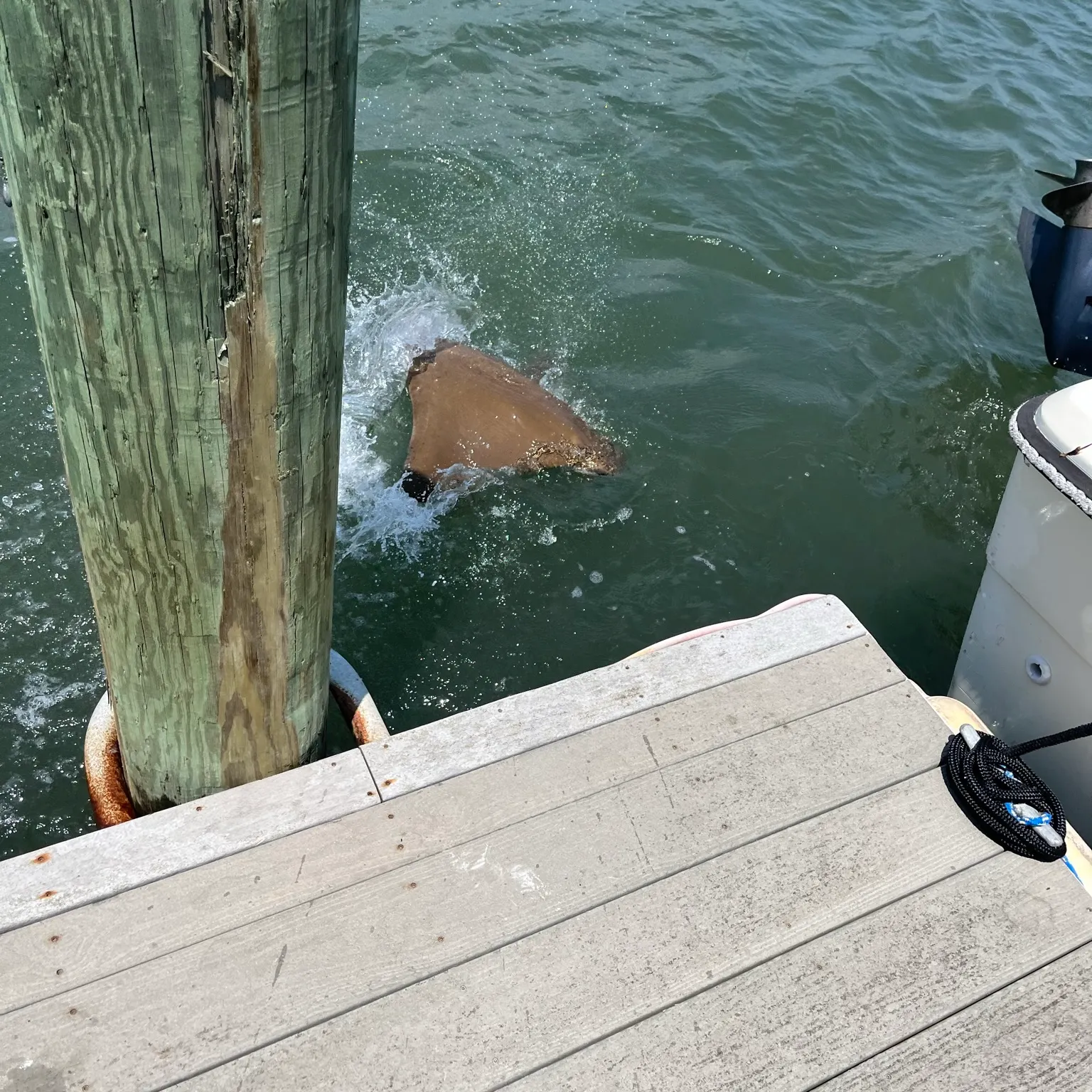 The most popular recent Common eagle ray catch on Fishbrain