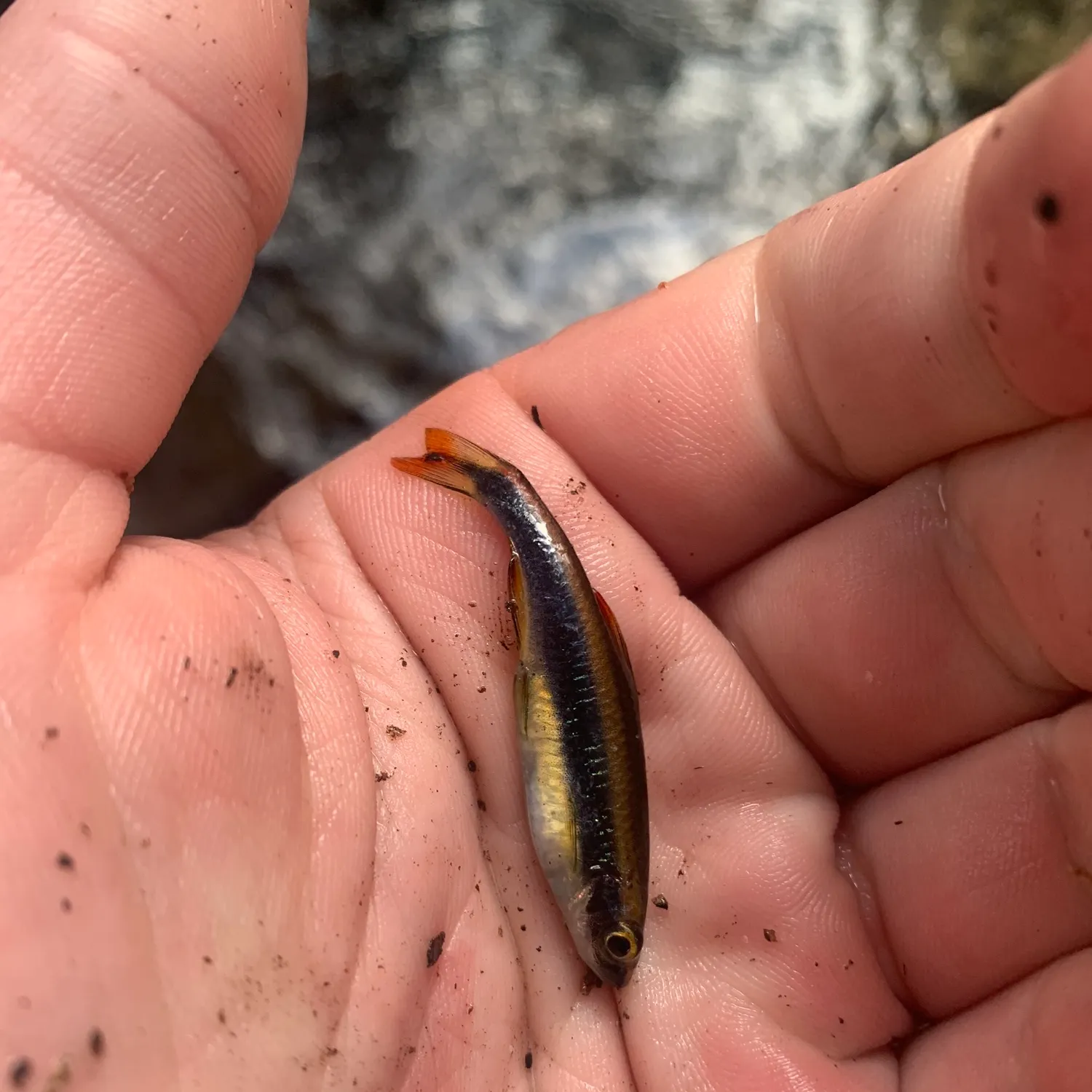 The most recent Flagfin shiner catches on Fishbrain