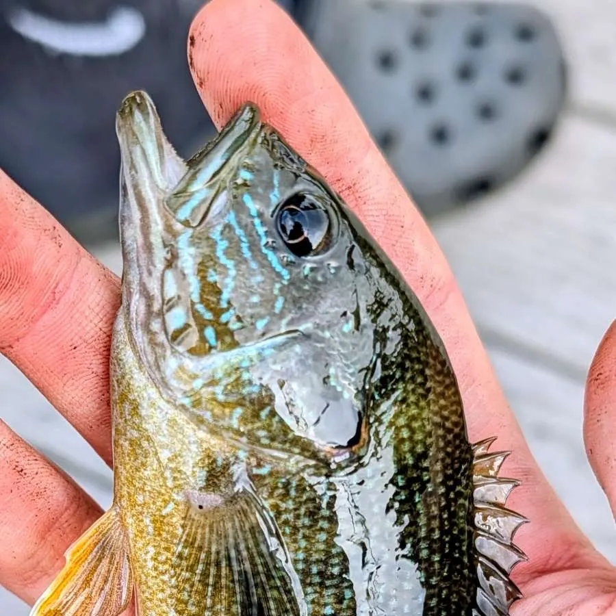 Green sunfish caught on Fishbrain
