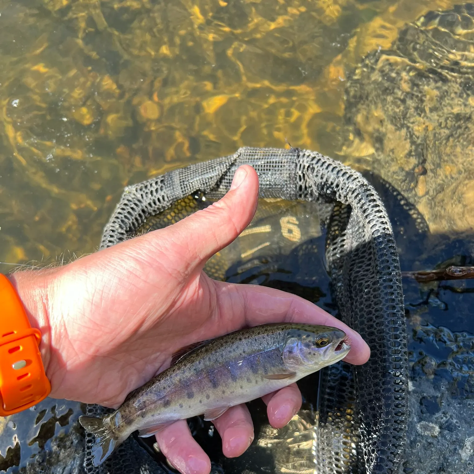 The most recent Warner Lakes Redband Trout catches on Fishbrain