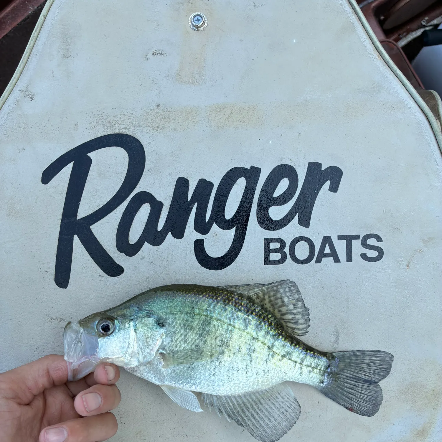 White crappie caught on Fishbrain