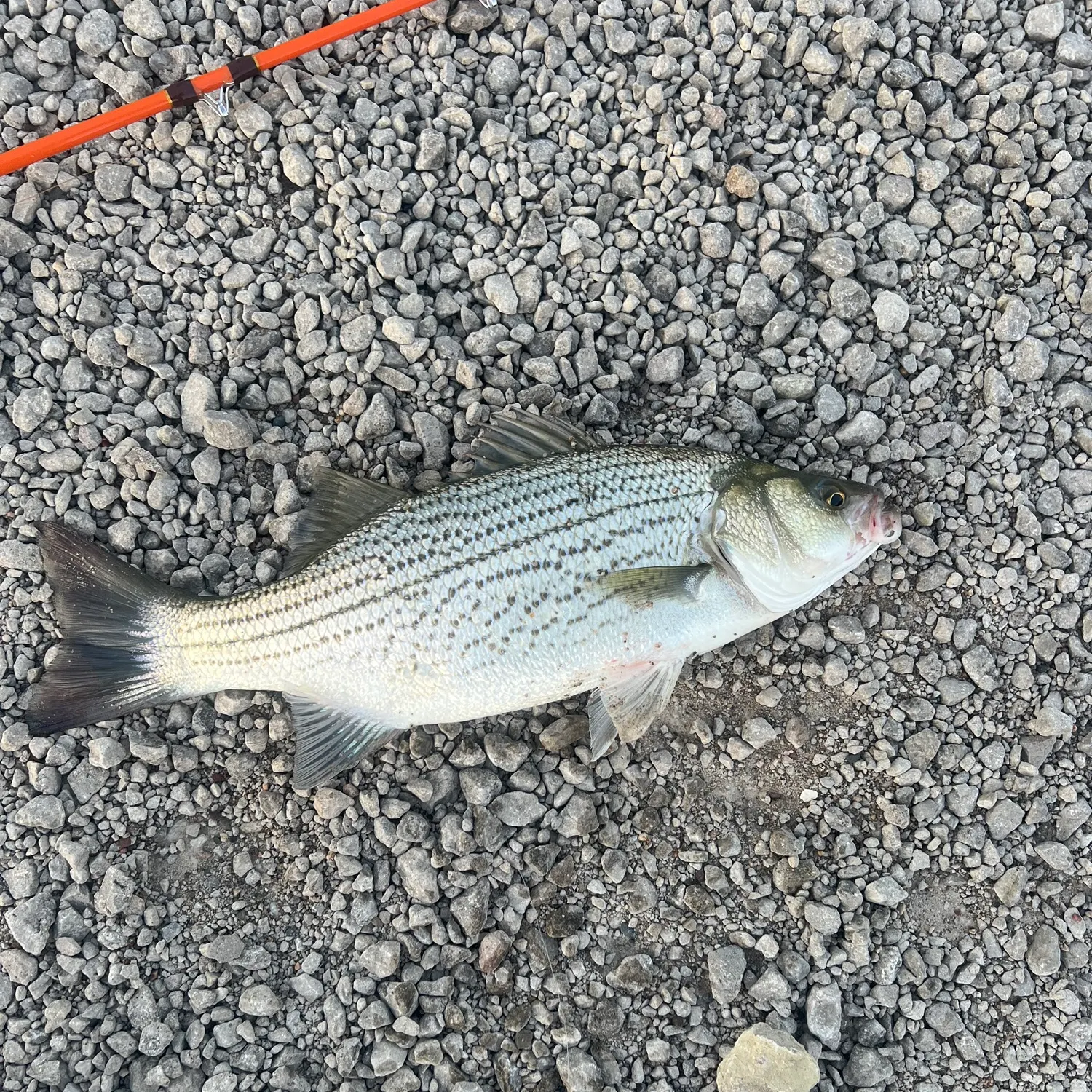 The most recent Hybrid striped bass catches on Fishbrain