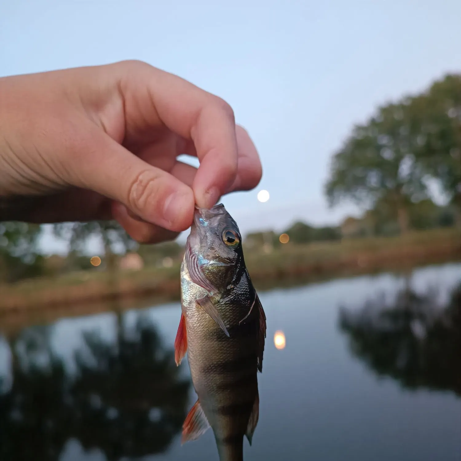 European perch caught on Fishbrain