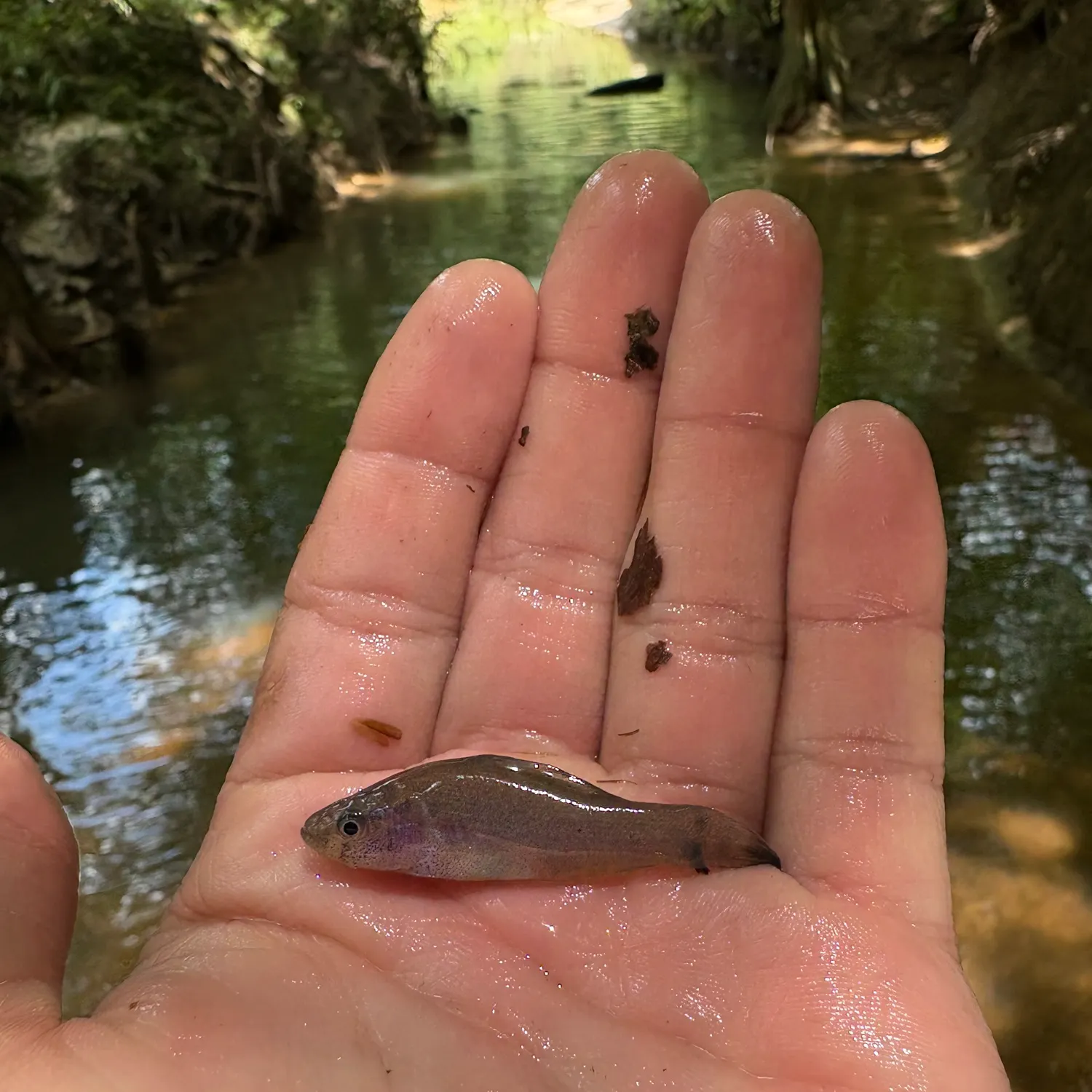 The most recent Western pirate perch catches on Fishbrain