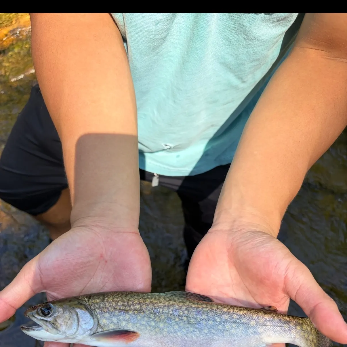 The most recent Brook trout catches on Fishbrain