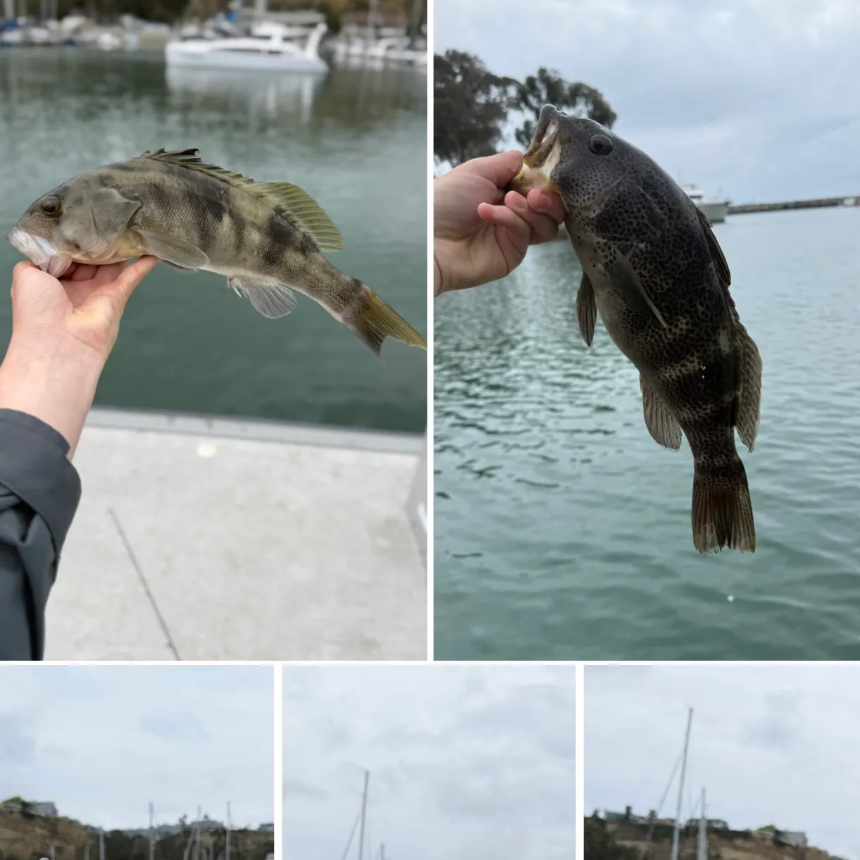 recently logged catches